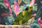 Amazone | Blauwvoorhoofd | Getest | Tam | Baby, Dieren en Toebehoren, Vogels | Parkieten en Papegaaien, Meerdere dieren, Papegaai