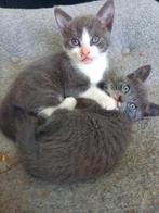 Schattige kittens, Dieren en Toebehoren, Katten en Kittens | Dekkaters, 0 tot 2 jaar