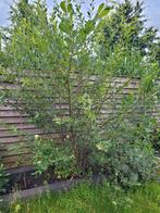GRATIS planten, Tuin en Terras, Planten | Bomen, Ophalen, Halfschaduw, Overige soorten