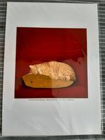 Carolien Klein Goldewijk kattenposter, Ophalen of Verzenden