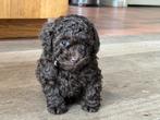 Schitterende choco Toy Poedel pups uit Merle moeder te koop, Dieren en Toebehoren, Honden | Chihuahua's en Gezelschapshonden, Poedel