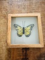 Ingelijste vlinder, Huis en Inrichting, Woonaccessoires | Lijsten, Ophalen of Verzenden, Zo goed als nieuw, Hout, Minder dan 50 cm