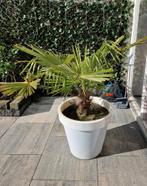 Palmboompje, Tuin en Terras, Planten | Bomen, Overige soorten, Ophalen