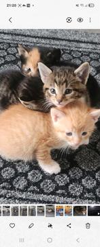 Mooie kitten te koop, Dieren en Toebehoren, Katten en Kittens | Raskatten | Langhaar, Kater
