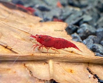 Neocaridina Bloody Mary  beschikbaar voor biedingen