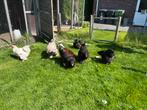 Toom Brahma groot, Dieren en Toebehoren, Meerdere dieren, Kip