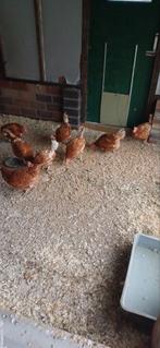 Bruine legkippen kip, Dieren en Toebehoren, Pluimvee, Vrouwelijk, Kip