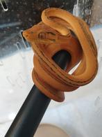 Corallus Hortulanus Dalmatien caramel. ne mi Aout 2025, Dieren en Toebehoren, Slang, 0 tot 2 jaar