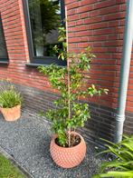 Bijzondere aardewerk pot met schelpstructuur, Tuin en Terras, Bloembakken en Plantenbakken, Ophalen, Steen, Minder dan 60 cm, Rond