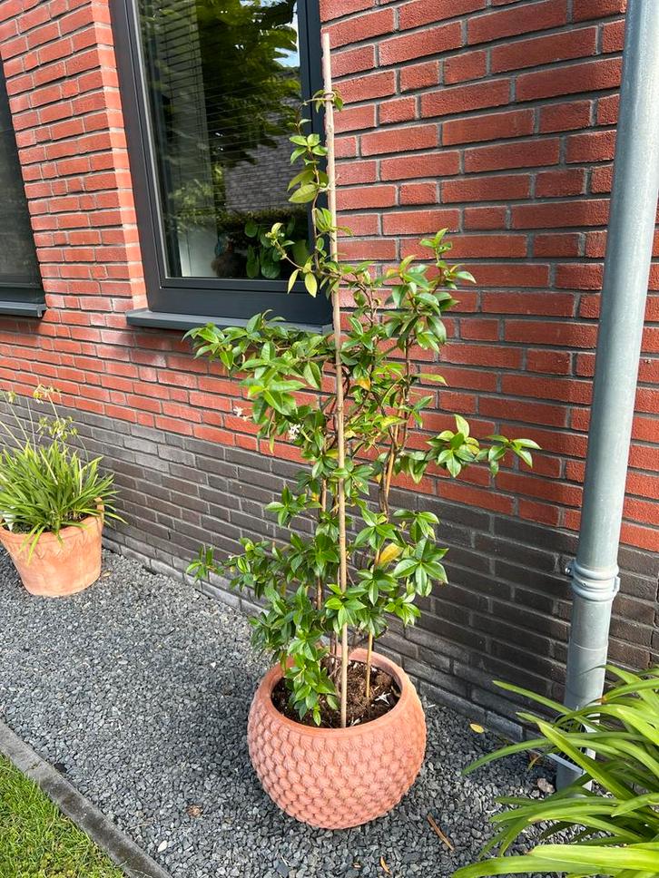 Bijzondere aardewerk pot met schelpstructuur, Tuin en Terras, Bloembakken en Plantenbakken, Zo goed als nieuw, Steen, Binnen, 60 cm of meer