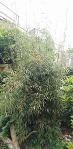 Bamboe Fargesia scabrida, 4 meter hoog. Niet woekerende soor, Ophalen, Bamboe, Struik, 250 cm of meer