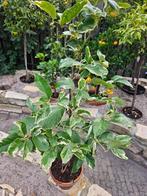 Citroen Citrus limon variegata sanguin, Ophalen, Overige soorten, Volle zon
