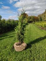 Thuja occ. Brabant coniferen 80cm, Ophalen, Bloeit niet, Halfschaduw, Overige soorten