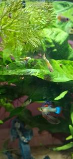Young guppies, Dieren en Toebehoren, Vis