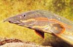 vuuraal 25-30 cm, Dieren en Toebehoren, Vissen | Aquariumvissen, Vis, Zoetwatervis