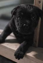Labrador/ rotweiler kruising, Overige rassen, 8 tot 15 weken, Meerdere, Meerdere dieren