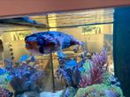 Egelvis | kogelvis | Diodon Holocanthus, Dieren en Toebehoren, Vis, Zoutwatervis