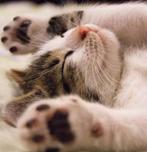 GEZOCHT: poes of kater, Dieren en Toebehoren, Katten en Kittens | Overige Katten, Poes, Kortharig, 0 tot 2 jaar