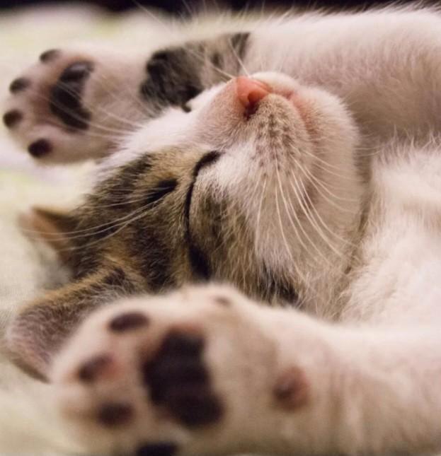 GEZOCHT: poes of kater, Dieren en Toebehoren, Katten en Kittens | Overige Katten, Kortharig, Poes, 0 tot 2 jaar