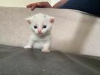 Kittens!, Meerdere dieren, Kortharig, 0 tot 2 jaar