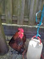 Cochin haan goud zwart gezoomd, Dieren en Toebehoren, Pluimvee, Mannelijk, Kip