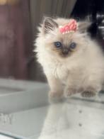 Ragdoll Seal Point Poes, Dieren en Toebehoren, Kattenspeelgoed, Ophalen