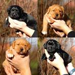 Labrador kruising pups, 8 tot 15 weken, Meerdere, Meerdere dieren, Middel