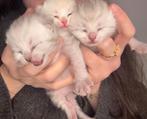 Britse korthaar kittens, Dieren en Toebehoren, Katten en Kittens | Raskatten | Korthaar, Geslacht onbekend, Ontwormd, 0 tot 2 jaar