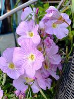 Oenothera Speciosa Siskyyou, de roze Teunisbloem, Ophalen, Zomer, Overige soorten, Volle zon