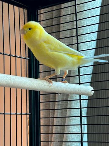 Kanarie met grote prachtige kooi te koop beschikbaar voor biedingen