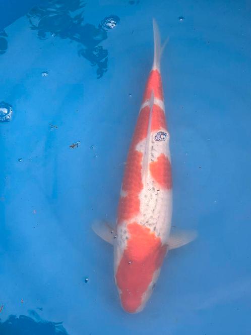 Japanse koi te koop, Dieren en Toebehoren, Vissen | Vijvervissen, Karper of Koi