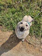 Ylva Ter Adoptie!, Particulier, Rabiës (hondsdolheid), Buitenland, Teef