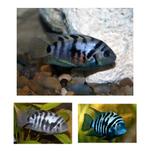 Gratis zebracicliden, Vis