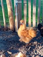 2 prachtige zijdehoender haantjes te koop (ook los te koop), Dieren en Toebehoren, Pluimvee, Mannelijk, Kip