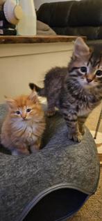 3Siberische katers uit geteste ouders van erkende cattery, Meerdere dieren, Gechipt, 0 tot 2 jaar