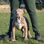 American bully xl teefje, 15 weken tot 1 jaar, Overige rassen, Teef, Eén hond