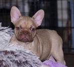 Franse bulldog pup reutje, komt uitgeteste ouders, stamboom, Reu, CDV (hondenziekte), 8 tot 15 weken, Bulldog