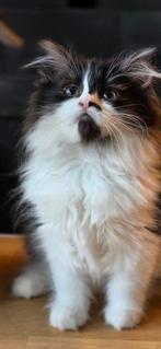 Ragdoll kitten kruising, Dieren en Toebehoren, Katten en Kittens | Raskatten | Langhaar, Kater, Ontwormd, 0 tot 2 jaar