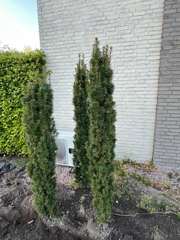 3x taxus 180-200 hoog beschikbaar voor biedingen