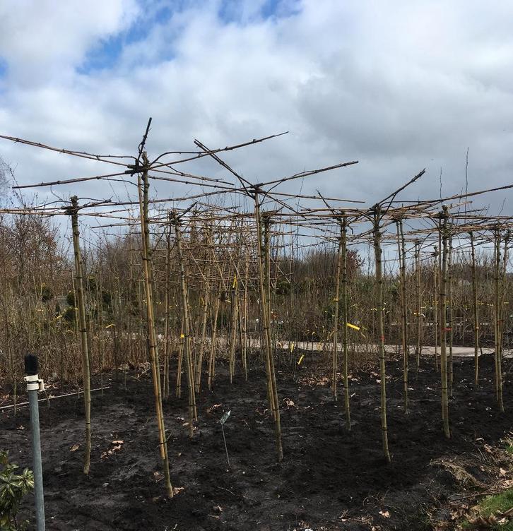 Dakplataan Dakmoerbei Dakboom, Tuin en Terras, Planten | Bomen, Overige soorten, Volle zon, Ophalen