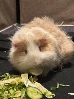 Cavia’s 2 hele lieve !, Dieren en Toebehoren, Cavia, Juni, Mannelijk, Tam