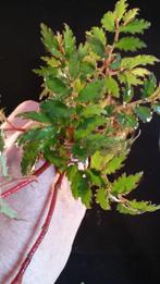 Begonia minutifolia zeldzame terrariumplant Gabon tr. Afrika, Ophalen of Verzenden, Overige soorten, Minder dan 100 cm