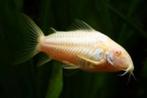 Corydora albino, Dieren en Toebehoren, Vis, Zoetwatervis, Schoolvis