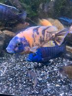 Aulonocara five color, Dieren en Toebehoren, Vissen | Aquariumvissen, Vis