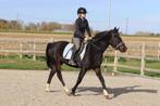lieve en betrouwbare ruin, Dieren en Toebehoren, Paarden, Minder dan 160 cm, Gechipt, Ruin, Zadelmak