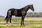Knappe 5 jarige ruin (Glamourdale x Royal Dancer, Ruin, Dressuurpaard, 3 tot 6 jaar