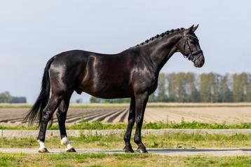 Knappe 5 jarige ruin (Glamourdale x Royal Dancer beschikbaar voor biedingen