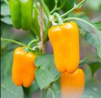 Paprika Planten !, Tuin en Terras, Planten | Tuinplanten, Ophalen, Volle zon, Groenteplanten, Eenjarig