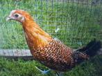 kippen friese goudpel hoenders kip  kuikens  scharrelkip, Dieren en Toebehoren, Pluimvee, Vrouwelijk, Kip