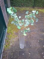 Lange vaas met decoratieve takken, Ophalen, Overige kleuren, 50 tot 75 cm, Glas